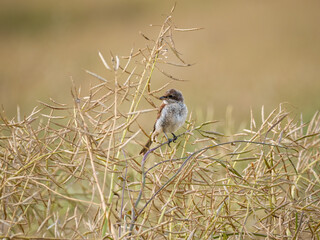 Neuntöter (Lanius collurio)