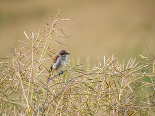 Neuntöter (Lanius collurio)