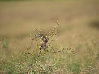 Neunt&ouml;ter (Lanius collurio)