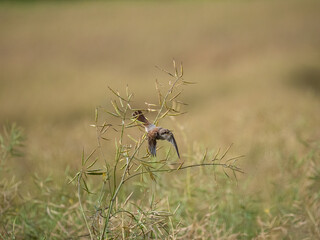 Neuntöter (Lanius collurio)