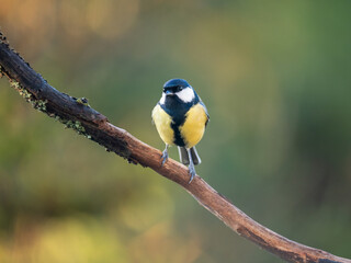 Obraz premium Kohlmeise (Parus major)