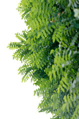 Tree leaves against the background of the sky, creating a natural and serene composition.