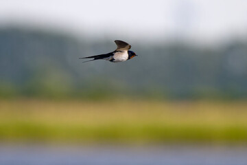 Rauchschwalbe im Flug