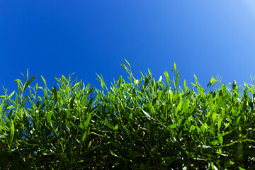 Green leaves of a bush against a clear blue sky. Copy space.