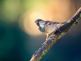 Haussperling (Passer domesticus)