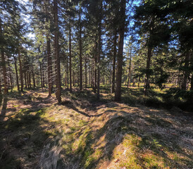 Spring mountain pine forest landscape. Poland, Jizera Mountains