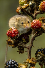 A cute Harvest mouse between two blackberries