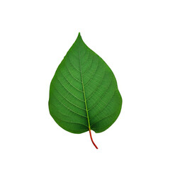 Single Green Leaf Isolated on White Background