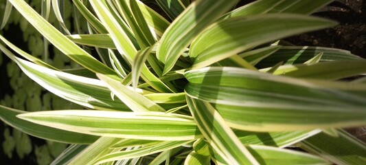 Obraz premium close up of a spider plant