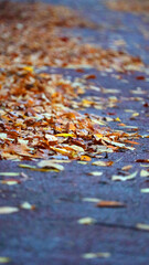 단풍잎이 떨어진 길거리