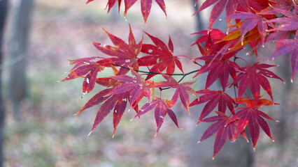 길거리에 붉게 물든 단풍잎