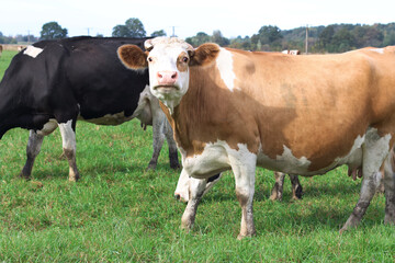 Cows graze in the pasture. Agriculture. Cattle breeding.