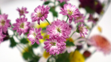 핑크빛이 아름다운 국화과의 꽃