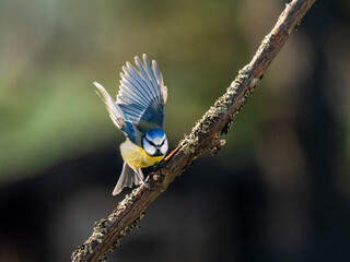 Blaumeise (Cyanistes caeruleu)