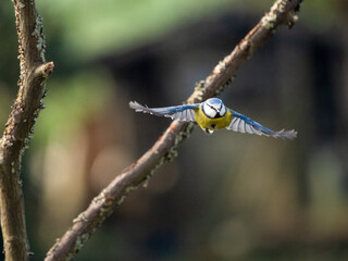 Blaumeise (Cyanistes caeruleu)