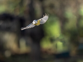 Blaumeise (Cyanistes caeruleu)