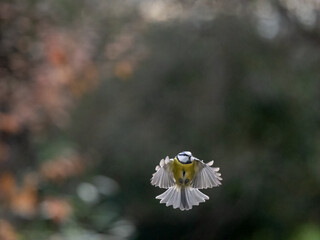 Blaumeise (Cyanistes caeruleu)