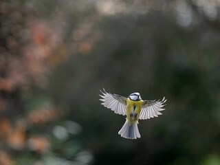 Blaumeise (Cyanistes caeruleu)