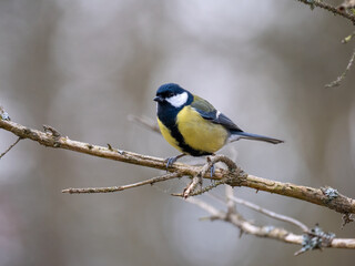 Kohlmeise (Parus major)
