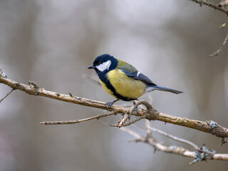 Kohlmeise (Parus major)