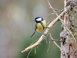 Kohlmeise (Parus major)