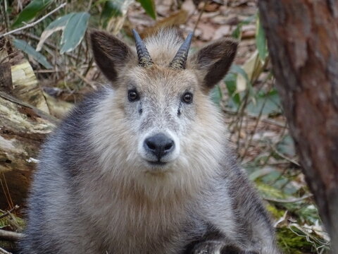 ニホンカモシカ