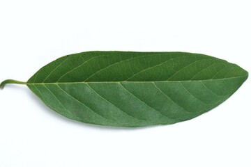 Obraz premium srikaya leaves isolated on white
