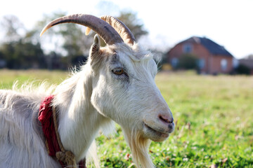 Goats graze on the meadow. Agriculture. Care of goats.