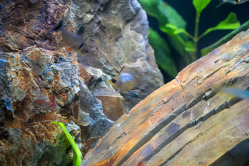 close-up of colourful relaxing fish and red shrimps moving amongst plants, rocks and wood in a tropical tank