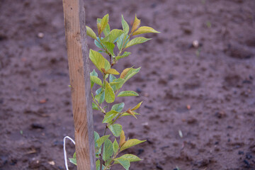 Young cherry bush in the garden in spring