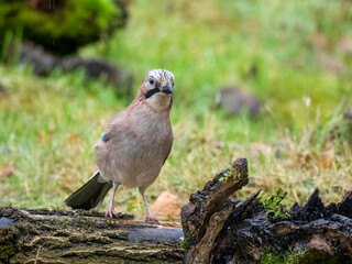 Eichelhäher (Garrulus glandarius)