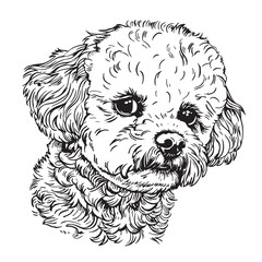Toy poodle hand drawn sketch in doodle style illustration