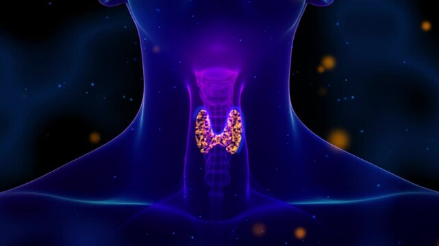 Human thyroid gland in 3D medical illustration. Relevant to thyroid health issues, such as thyroid cancer awareness, hormonal imbalances, and endocrine disorders