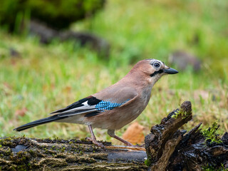 Eichelh&auml;her (Garrulus glandarius)