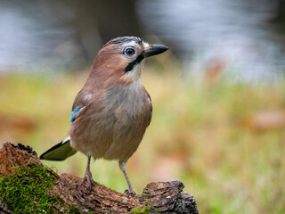 Eichelhäher (Garrulus glandarius)