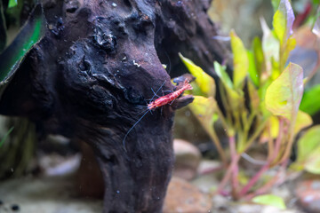 close-up of colourful relaxing fish and red shrimps moving amongst plants, rocks and wood in a tropical tank