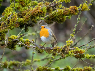 Fototapeta premium Rotkehlchen&nbsp;(Erithacus rubecula)
