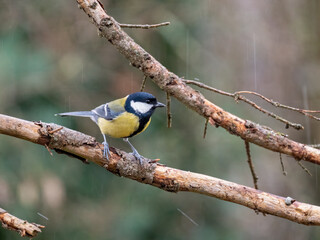 Kohlmeise (Parus major)