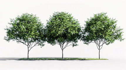 Fototapeta premium Acer negundo 'Odessanum' and Acer platanoides trees with a transparent background, 3D rendering, for illustration and architecture visualization.