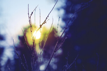 Blerred dreamy autumn or winter background. Fairy sunset. Close up of dry flowers, grass on sky background. Cinematic style