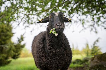 The body language and facial expressions of a sheep while nibbling on an apple tree branch. Sad,...