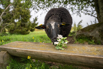 The body language and facial expressions of a sheep while nibbling on an apple tree branch....