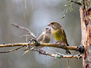 Grünfink (Chloris chloris)