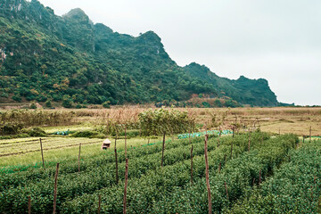 Farmer wearing traditional Vietnamese hat on field in Vietnam. Worker doing agriculture work in plant. Life of a man or woman on Plantation. Picking green plant