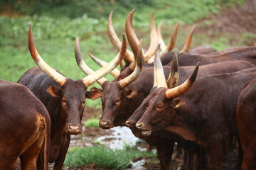 a group of ankole watusi animals outdoors