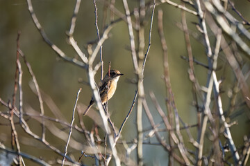 a chaffinch (Fringilla coelebs) perched on a high vertical branch
