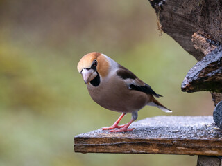 Kernbeißer (Coccothraustes coccothraustes)
