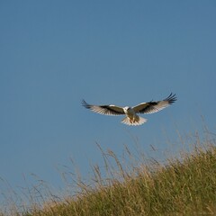 Obraz premium A white-tailed kite hovering over the grasslands.