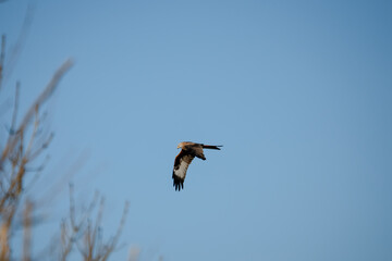 close-up of a red kite (Milvus milvus) in flight, blue and white cloud sky