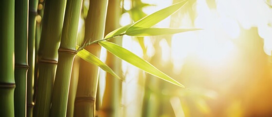 Obraz premium Eco-awareness Concept. A serene image of bamboo stalks bathed in warm sunlight, highlighting their lush green leaves and creating a tranquil atmosphere.